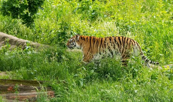 Amur Tiger Walking Pond Using Branch — Stock Photo, Image