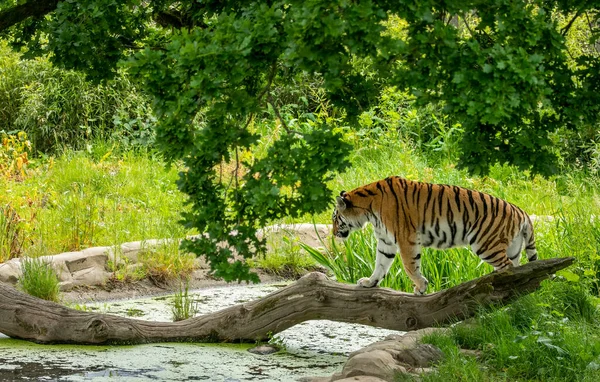 Amur tiger walking over a pond using a branch