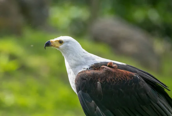 Águila Africana Encaramada Mirando Alrededor — Foto de Stock