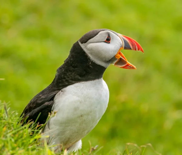 Puffins Breeding Ground Scotland Royalty Free Stock Images