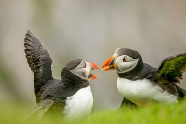İskoçya 'da üreme alanı