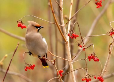 Doğal arka planda güzel küçük kuşun yakın plan çekimi.
