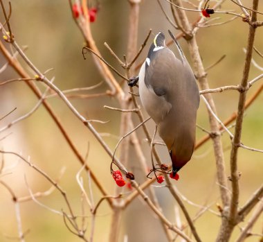 Doğal arka planda güzel küçük kuşun yakın plan çekimi.