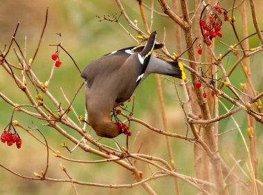 Doğal arka planda güzel küçük kuşun yakın plan çekimi.