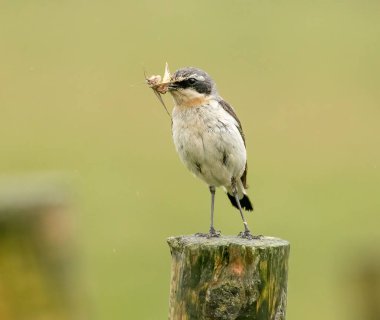 Doğal arka planda güzel küçük kuşun yakın plan çekimi.