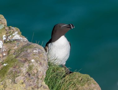 Uçurumun kenarında Razorbill