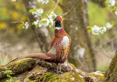 Çok yakışıklı ve renkli erkek sülün.