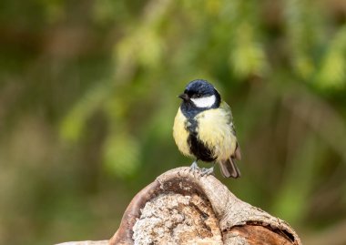 Great tit bird posing on branches