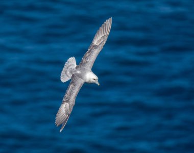 Fulmar sahil boyunca uçuyor.