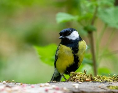 Great tit bird posing on branches