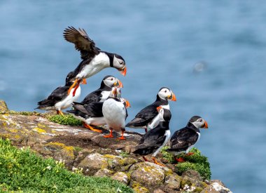 İskoçya 'da üreme alanı