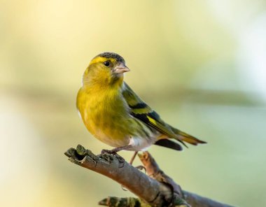 Güzel, sarı erkek, arka planı güzel bir ağaçta oturan kuş derisi.