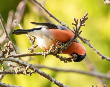 Bahar tomurcukları yiyen bir dalda ispinoz.