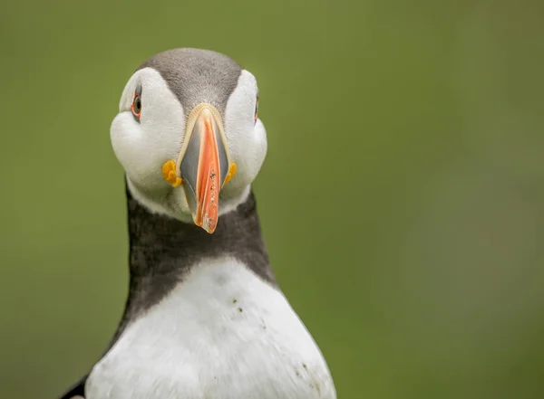 İskoçya 'da üreme alanı