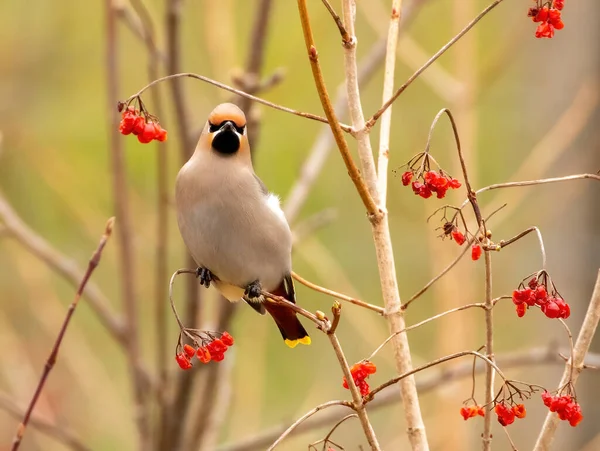 Zbliżenie Strzał Piękny Mały Ptak Naturalnym Tle — Zdjęcie stockowe