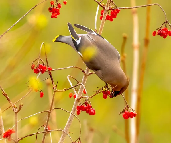 Close Shot Beautiful Little Bird Natural Background — Stock Photo, Image