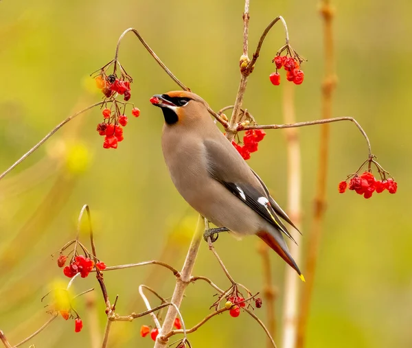 Nærbilder Vakker Liten Fugl Naturlig Bakgrunn – stockfoto