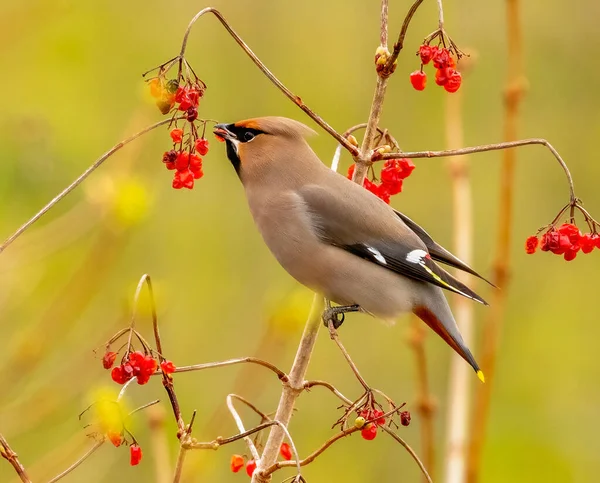 Nærbilder Vakker Liten Fugl Naturlig Bakgrunn – stockfoto