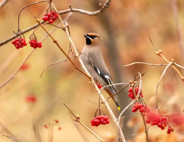 stock image close-up shot of beautiful little bird on natural background