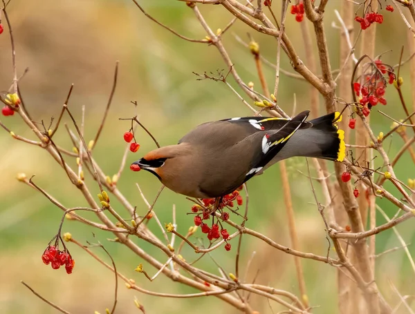 Doğal Arka Planda Güzel Küçük Kuşun Yakın Plan Çekimi — Stok fotoğraf