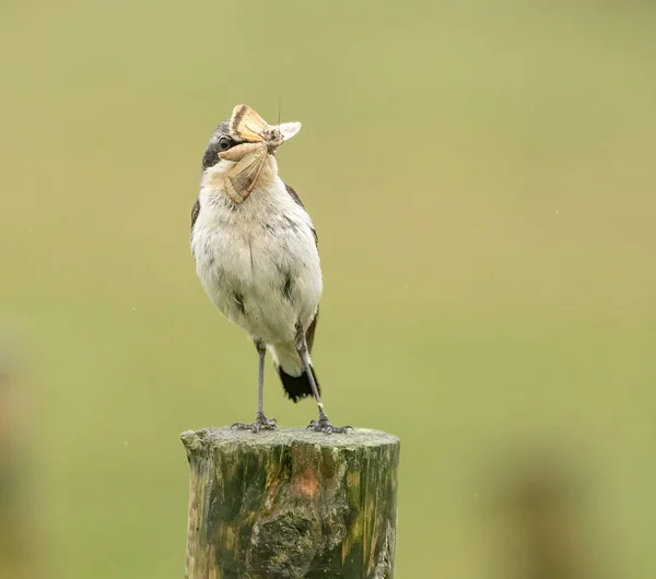 自然を背景にした美しい小鳥のクローズアップ — ストック写真