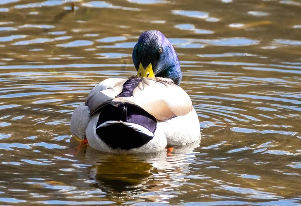 Beautiful Male Mallard Duck Purple Head Yellow Bill Looking Camera — Stock Photo, Image