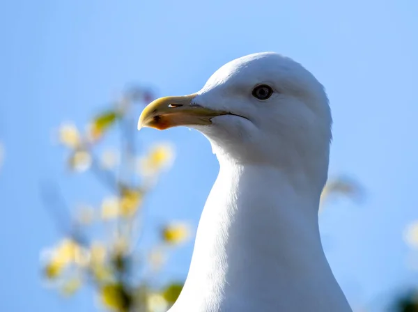 Arenque Gull Perto Olhando Redor — Fotografia de Stock
