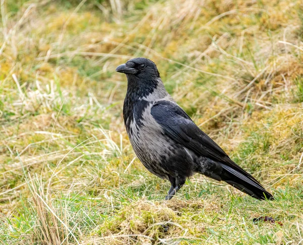 Gros Plan Oiseau Corbeau Sur Fond Naturel — Photo