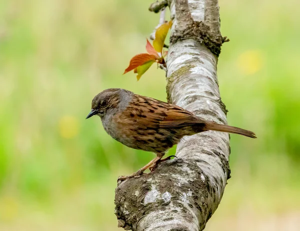 Nahaufnahme Eines Schönen Kleinen Vogels Vor Natürlichem Hintergrund — Stockfoto