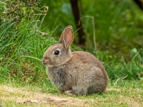 Çimlerin Üzerinde Oturan Sevimli Tavşan — Stok fotoğraf