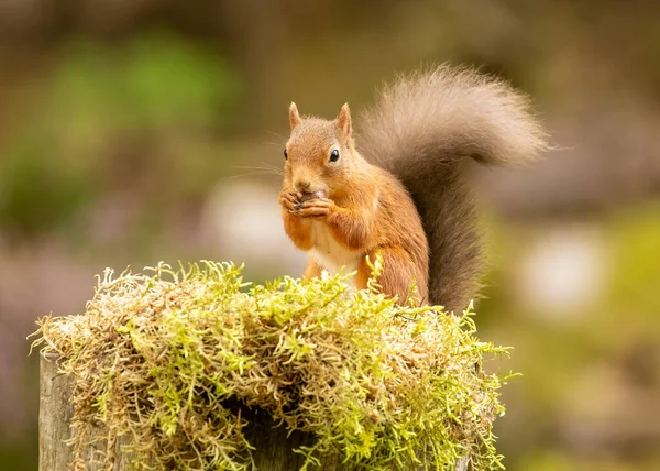 Közeli Felvétel Aranyos Kis Skót Vörös Mókus Természetes Élőhelyen — Stock Fotó