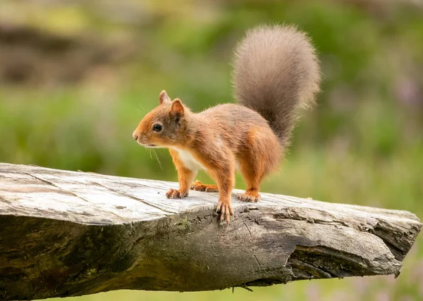 苏格兰人小松鼠在自然栖息地的特写镜头 — 图库照片