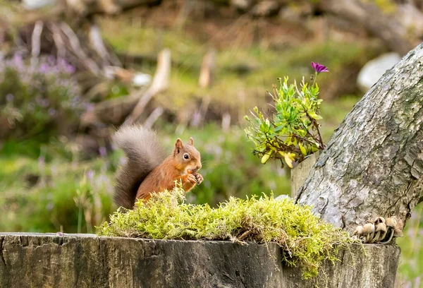 Närbild Bild Bedårande Liten Skotsk Röd Ekorre Naturlig Miljö — Stockfoto