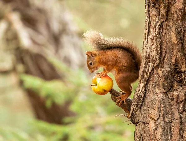 서식지에서 귀여운 다람쥐의 — 스톡 사진