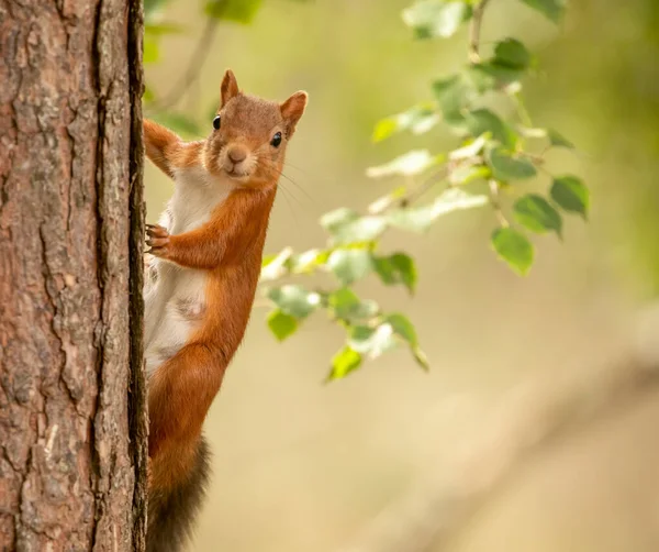 Close Tiro Adorável Pouco Esquilo Vermelho Escocês Habitat Natural — Fotografia de Stock