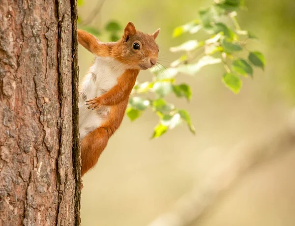 서식지에서 귀여운 다람쥐의 — 스톡 사진