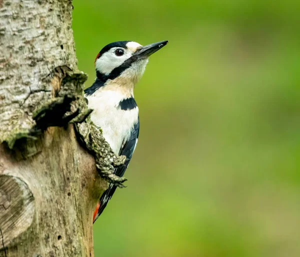 自然を背景にした美しい小鳥のクローズアップ — ストック写真