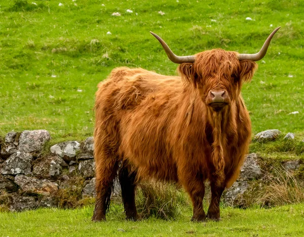 Highland cow in the sunshine in the scottish highlands