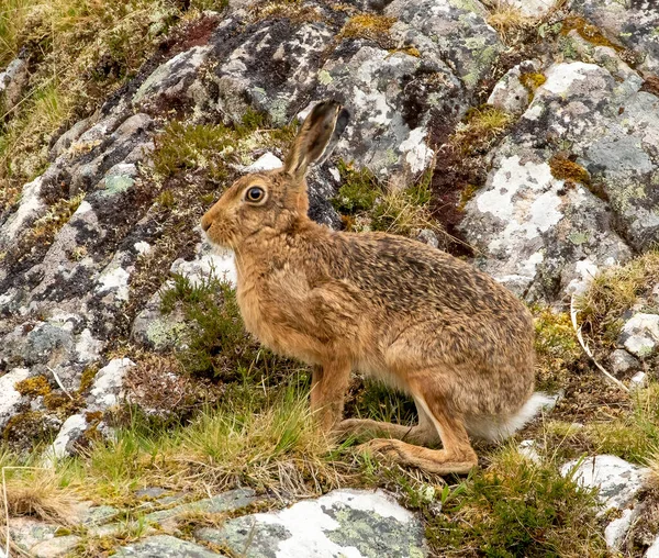 Mountain Hare Mountains Rural Scotland — Stock Photo, Image