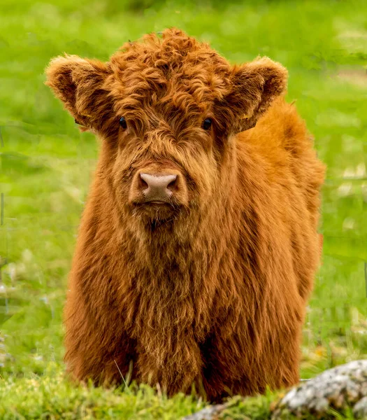 Highland Cow Baby Calf Sunshine Scottish Highlands — Stockfoto