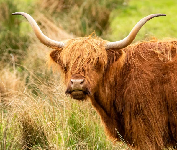 Highland Cow Sunshine Scottish Highlands — Stock Photo, Image