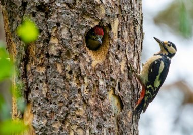 ormanda büyük benekli ağaçkakan