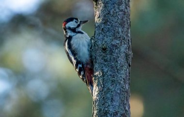 ormanda büyük benekli ağaçkakan