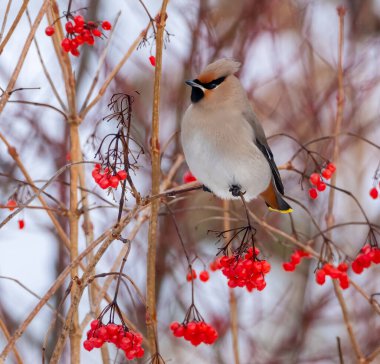 İskoçya 'da böğürtlenlerle beslenen bohem kanadı