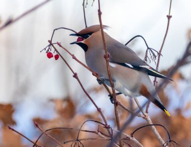 İskoçya 'da böğürtlenlerle beslenen bohem kanadı