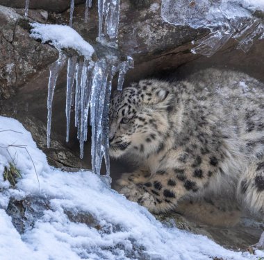 Doğal ortamında kar leoparı