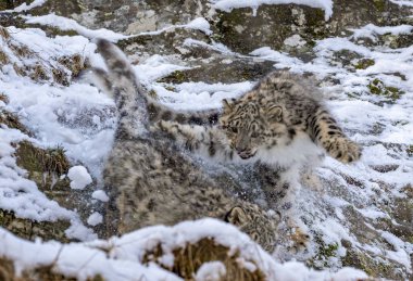 Snow leopard cubs playing clipart