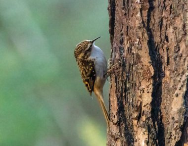 İskoç cairngormlarında ağaç kabuğundaki sarmaşık kuş