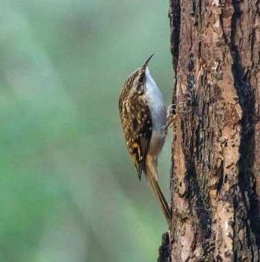 İskoç cairngormlarında ağaç kabuğundaki sarmaşık kuş