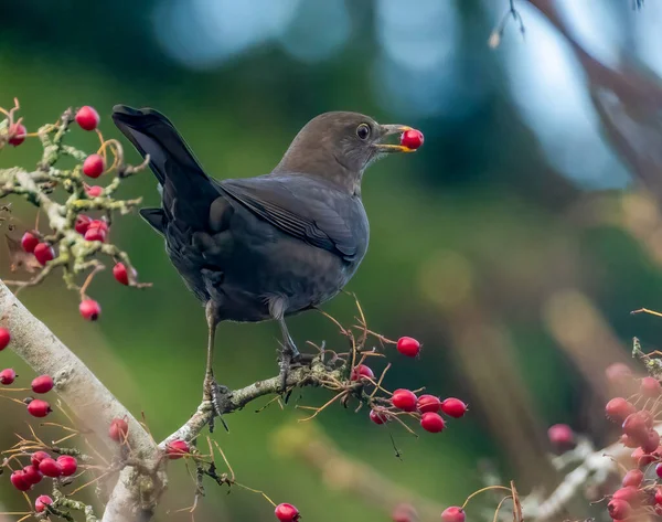 用灌木吃冬季浆果的黑鸟 — 图库照片